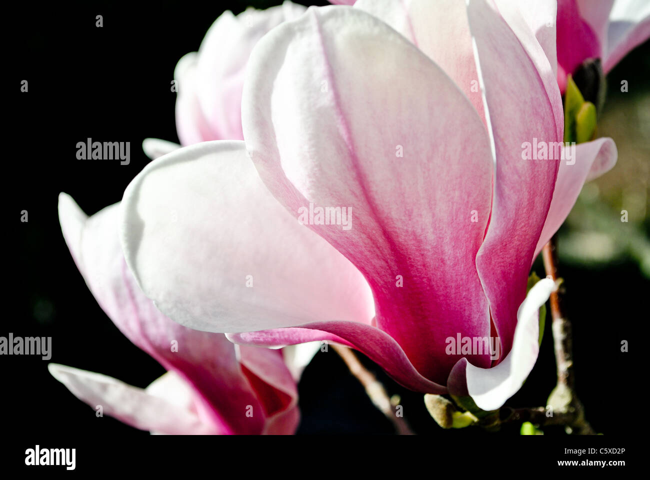 Un gros plan de fleur de magnolia. Banque D'Images