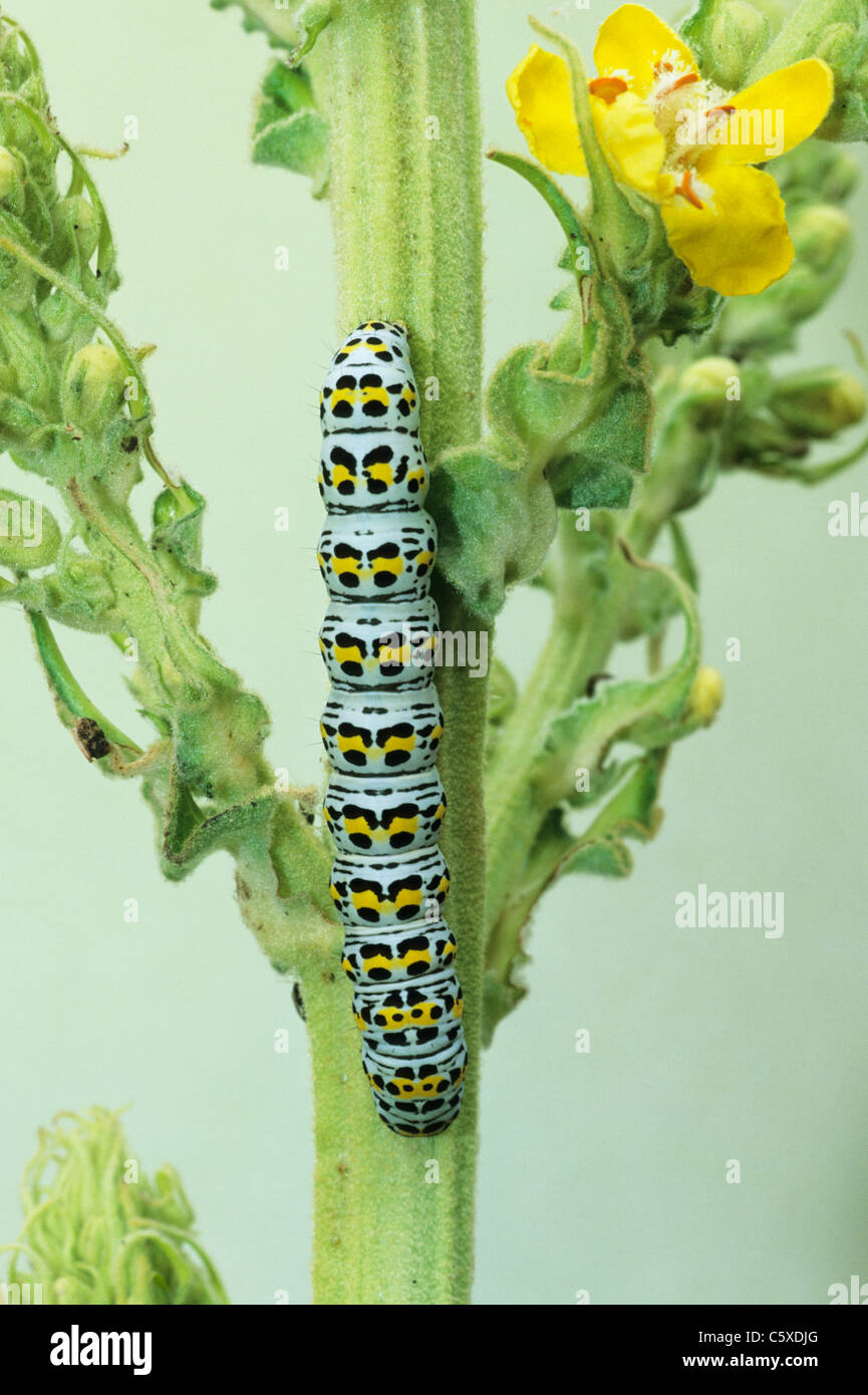 Les larves de la molène Shargacucullia verbasci Essex, UK DANS000308 Banque D'Images