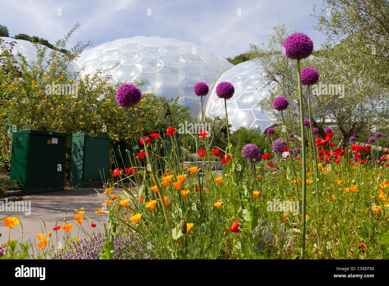 Allium 'Purple Sensation' ball fleur en face de biomes à Eden Project Banque D'Images