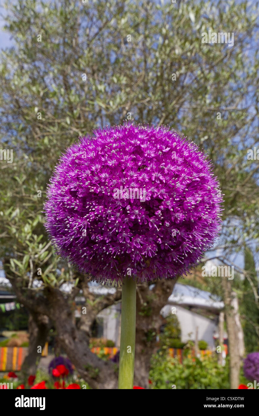 Allium 'Purple Sensation' Fleur boule Banque D'Images