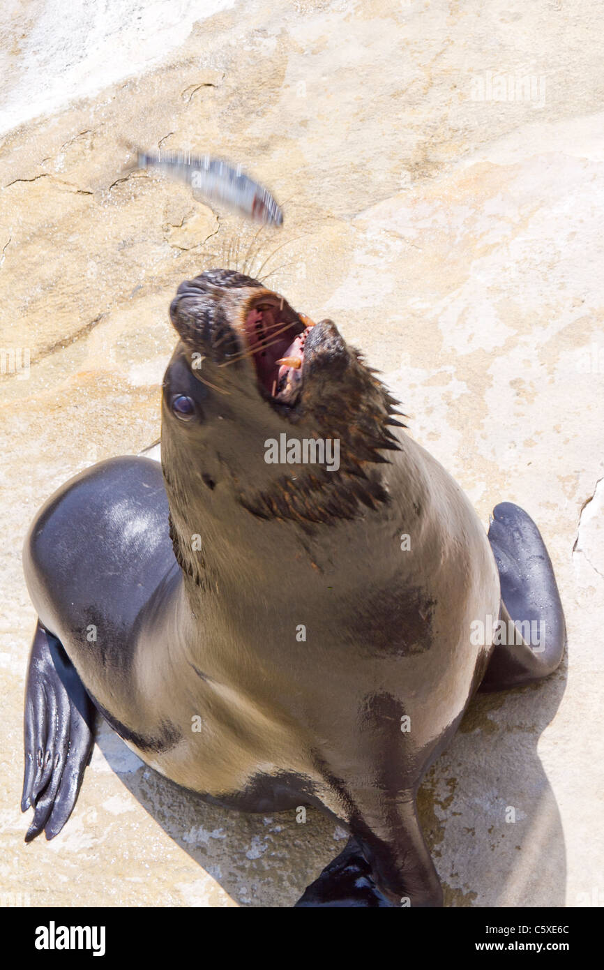 L'alimentation des lions de mer à l'échelle nationale, Gweek Seal Sanctuary, Cornwall Banque D'Images