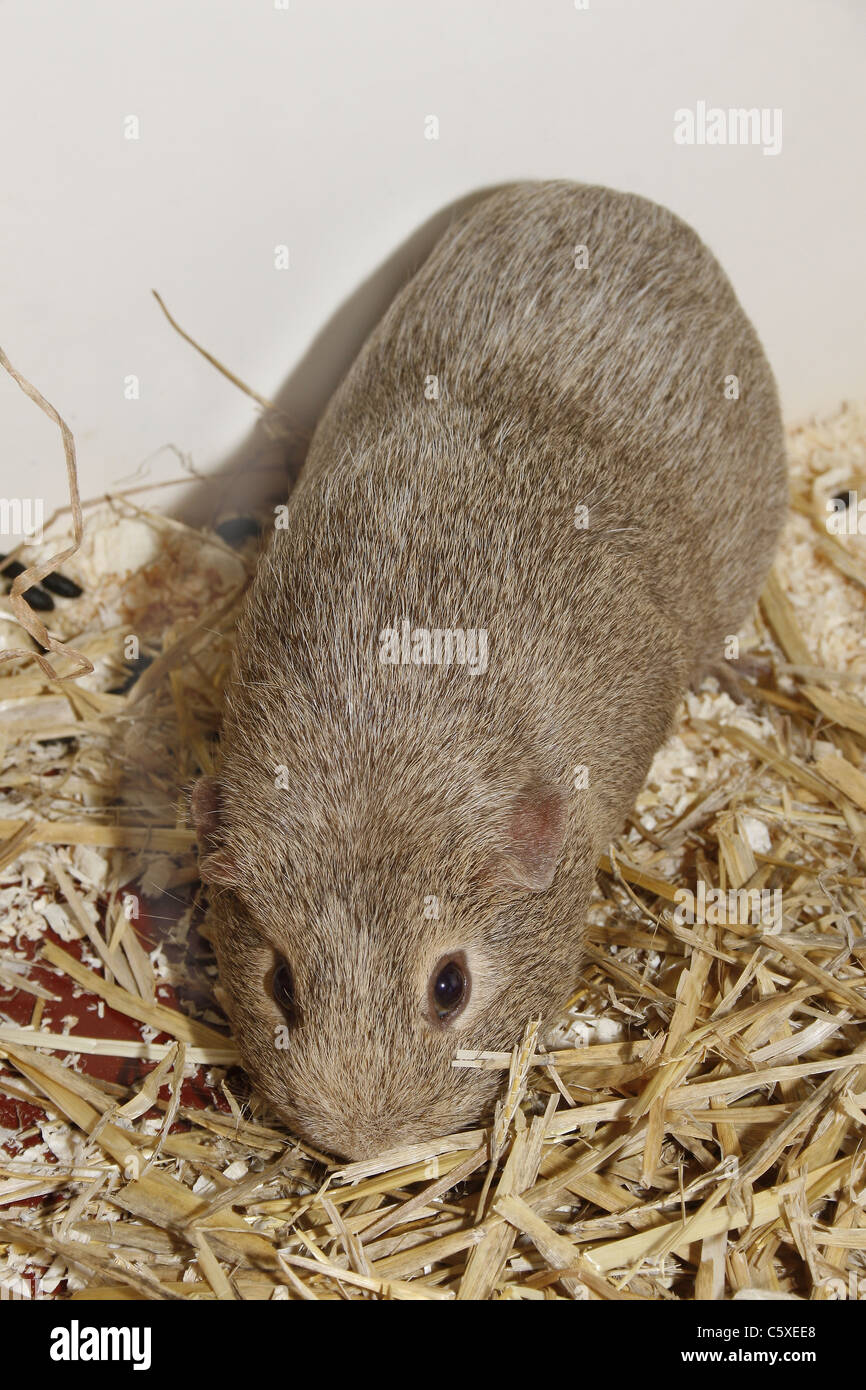 Hutch en cobaye Cavia porcellus papillons tropicaux, de la faune et de Falconry Centre, North Anston, South Yorkshire, Angleterre Banque D'Images