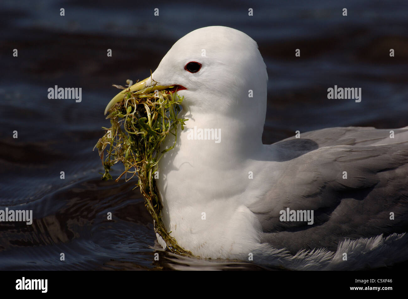Mouette tridactyle (Rissa tridactyla) Un adulte avec un bec plein de matériel de nidification dans une piscine d'eau douce Skomer Island, Pays de Galles, Royaume-Uni Banque D'Images