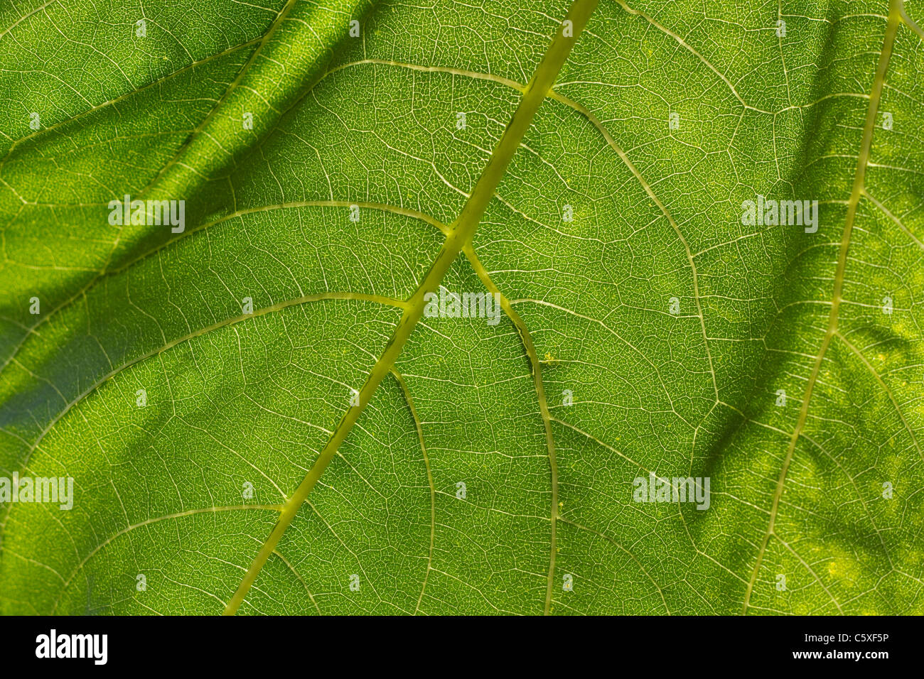 La lumière éclaire une feuille complète d'une plante de tournesol Banque D'Images