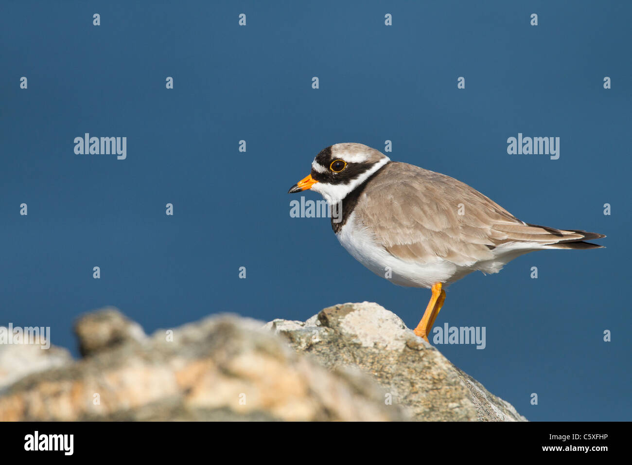 Gravelot Charadrius hiaticula, d'oiseaux adultes, l'un se tenait une pierre dans les Hébrides extérieures, en Écosse, Royaume-Uni Banque D'Images