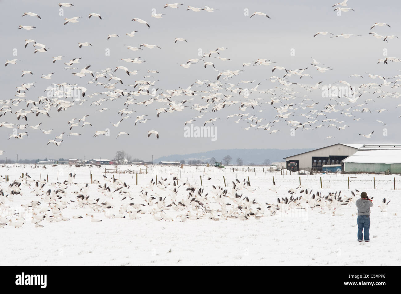 En hiver skagit comté au cours de la migration des oies des neiges en vol et de repos avec une femme prise de photos Banque D'Images