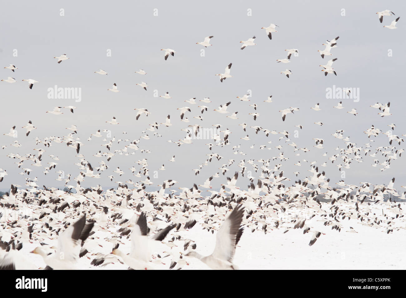 Hiverner dans le comté de Skagit pendant la migration des oies des Oies des neiges en vol et au repos dans l'État de Washington aux États-Unis Banque D'Images