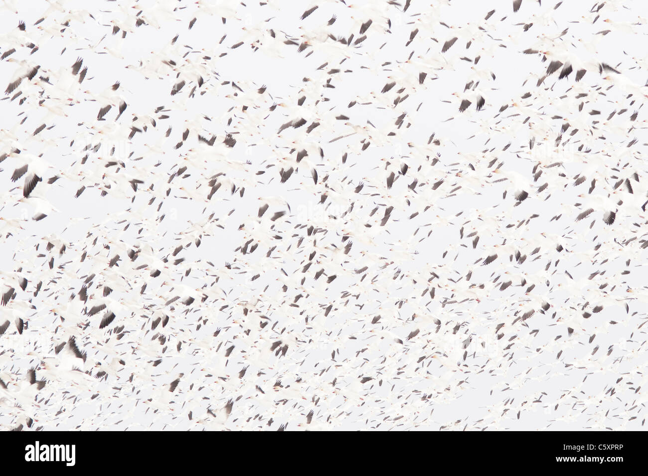 Hiver dans le comté de Skagit pendant la migration des Oies des neiges Oies en vol résumé concept Washington State USA Banque D'Images