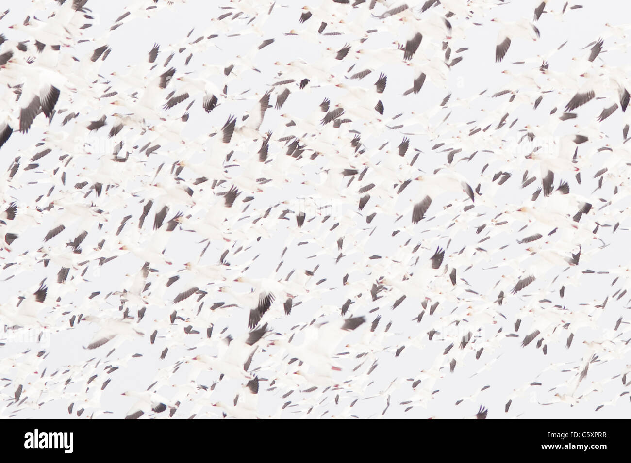 En hiver skagit comté au cours de la migration des oies des neiges dans l'État de Washington vol USA Banque D'Images