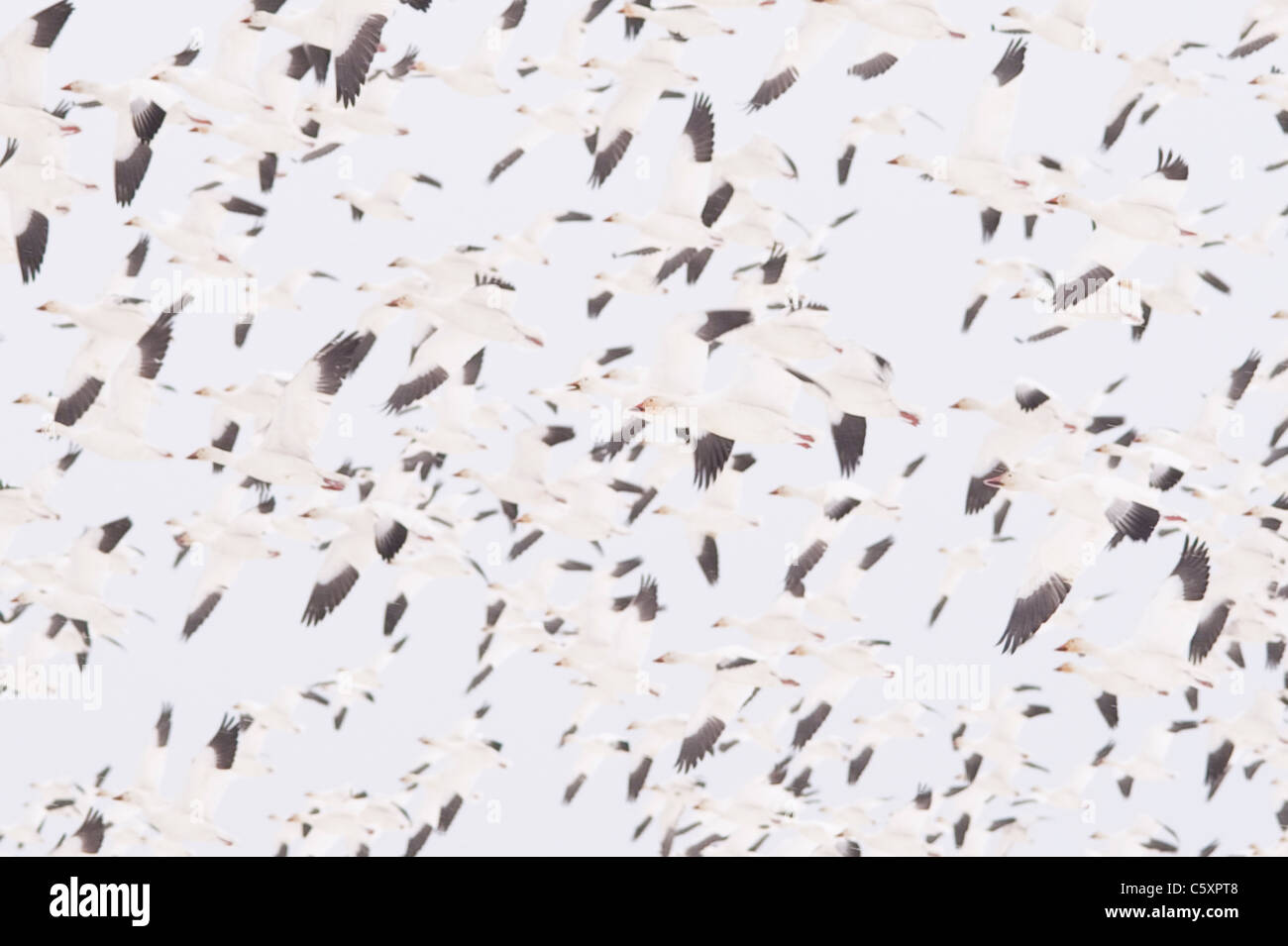 Hiver dans le comté de Skagit pendant la migration des oies des Oies des neiges en vol Washington State USA Banque D'Images