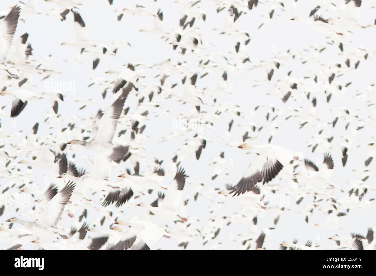 Hiver dans le comté de Skagit pendant la migration des oies des Oies des neiges en vol Washington State USA Banque D'Images