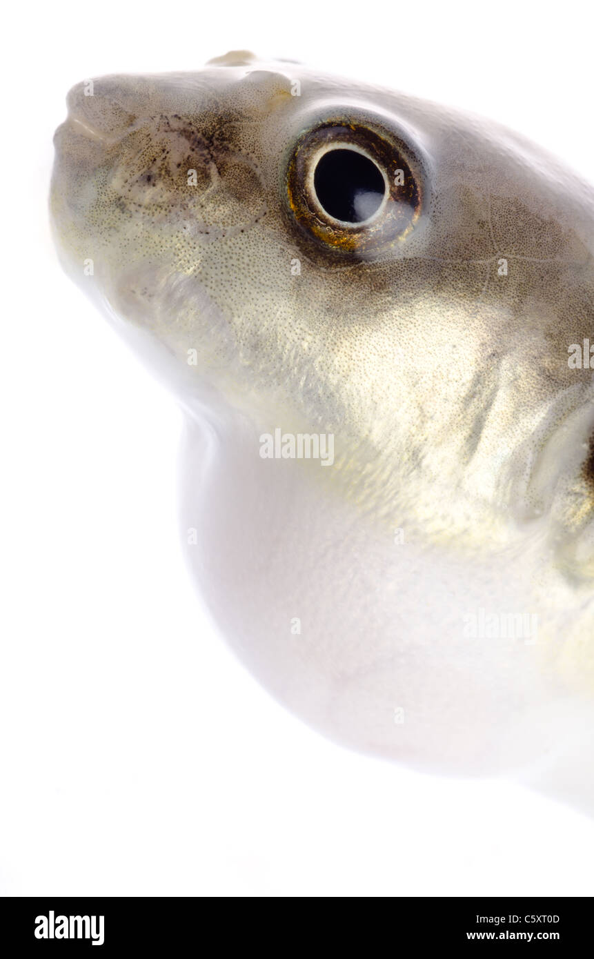 Balloonfish animal isolated on white Banque D'Images