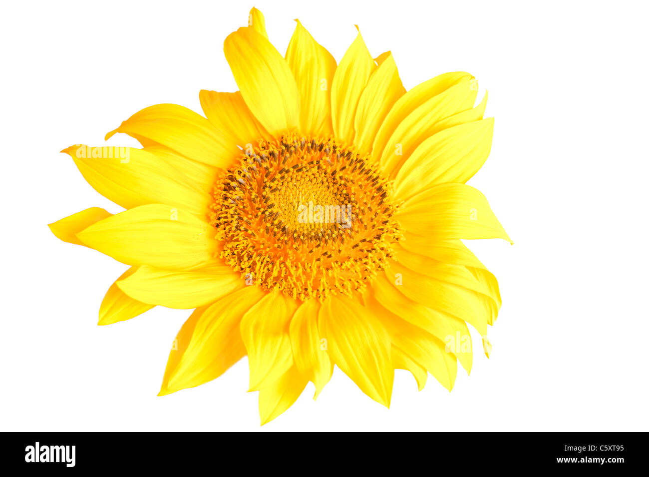 Tête de tournesol macro isolé sur fond blanc Banque D'Images