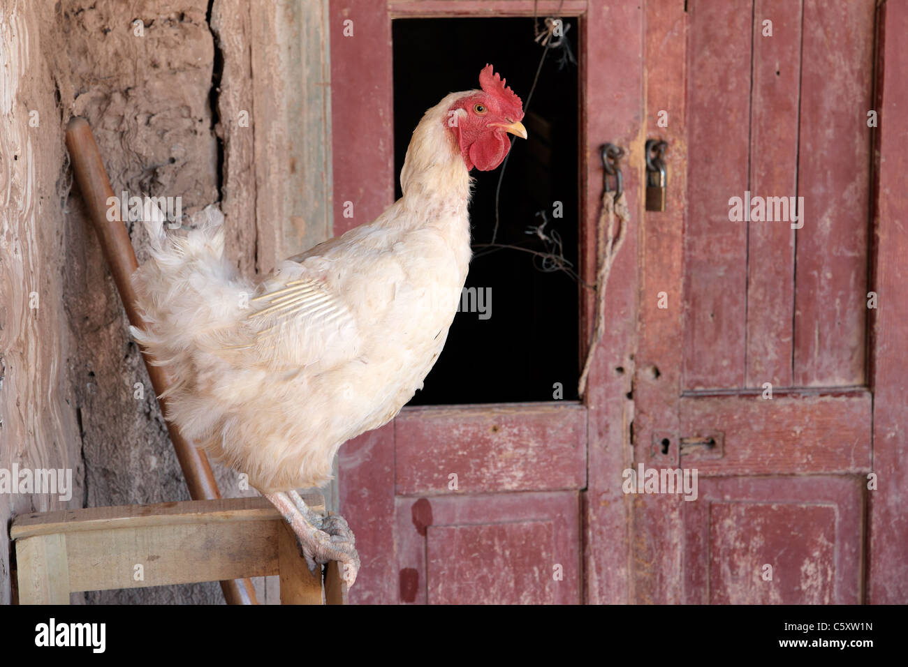 Coq assis dans une grange sur une ferme rurale Banque D'Images