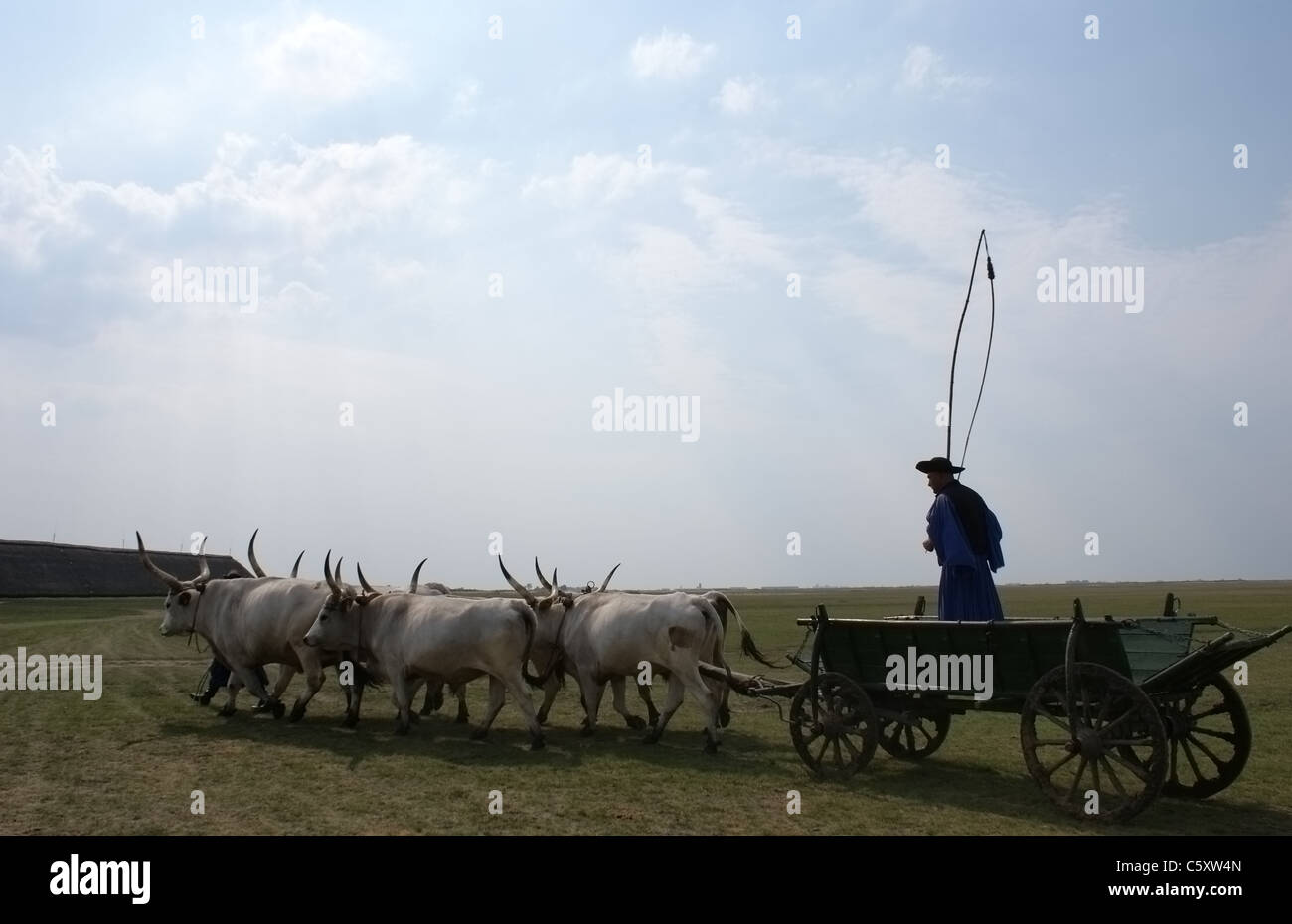 Man riding sur gris panier vache Banque D'Images