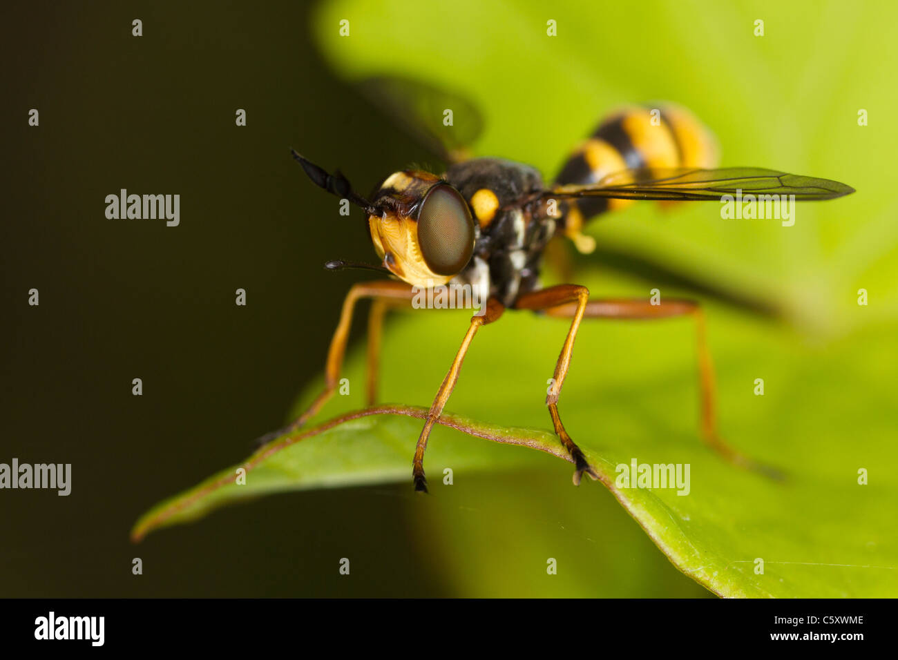 Imitent-guêpe parasite bumblebee Conops quadrifasciatus assis sur une feuille Banque D'Images