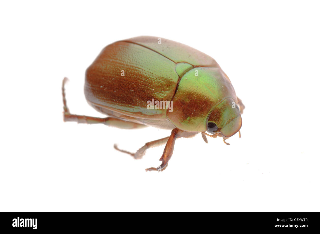 May beetle isolated on white Banque D'Images