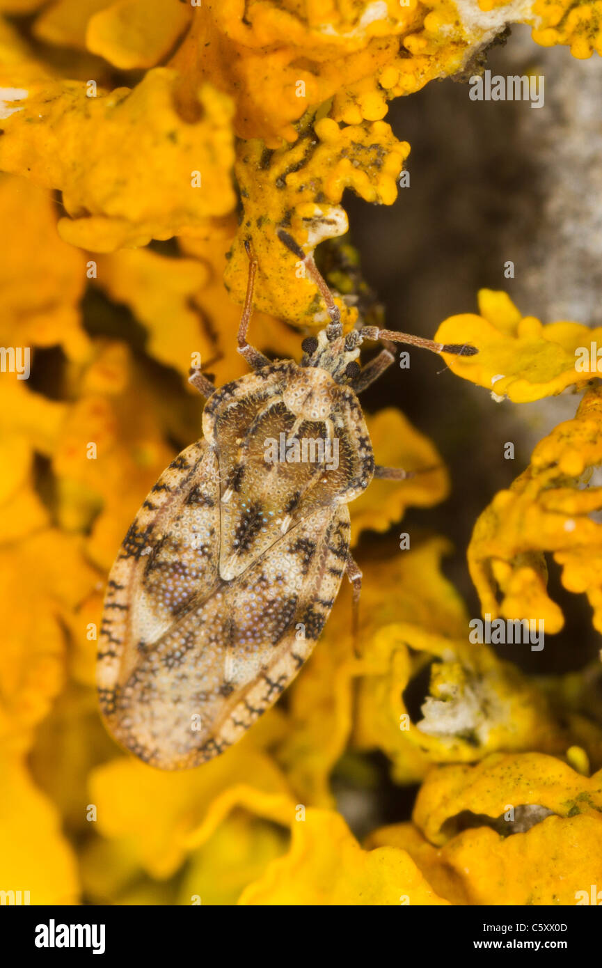 Spear Thistle Lacebug (Tingis cardui) marcher sur du lichen jaune Banque D'Images