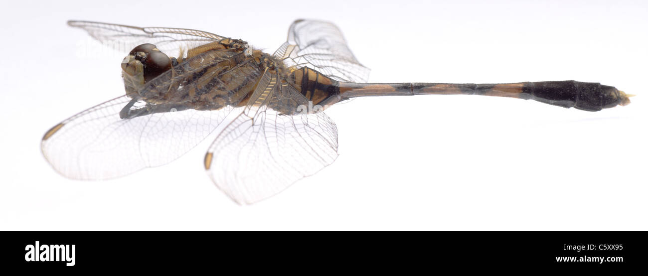 Libellule insecte isolé dans White Banque D'Images