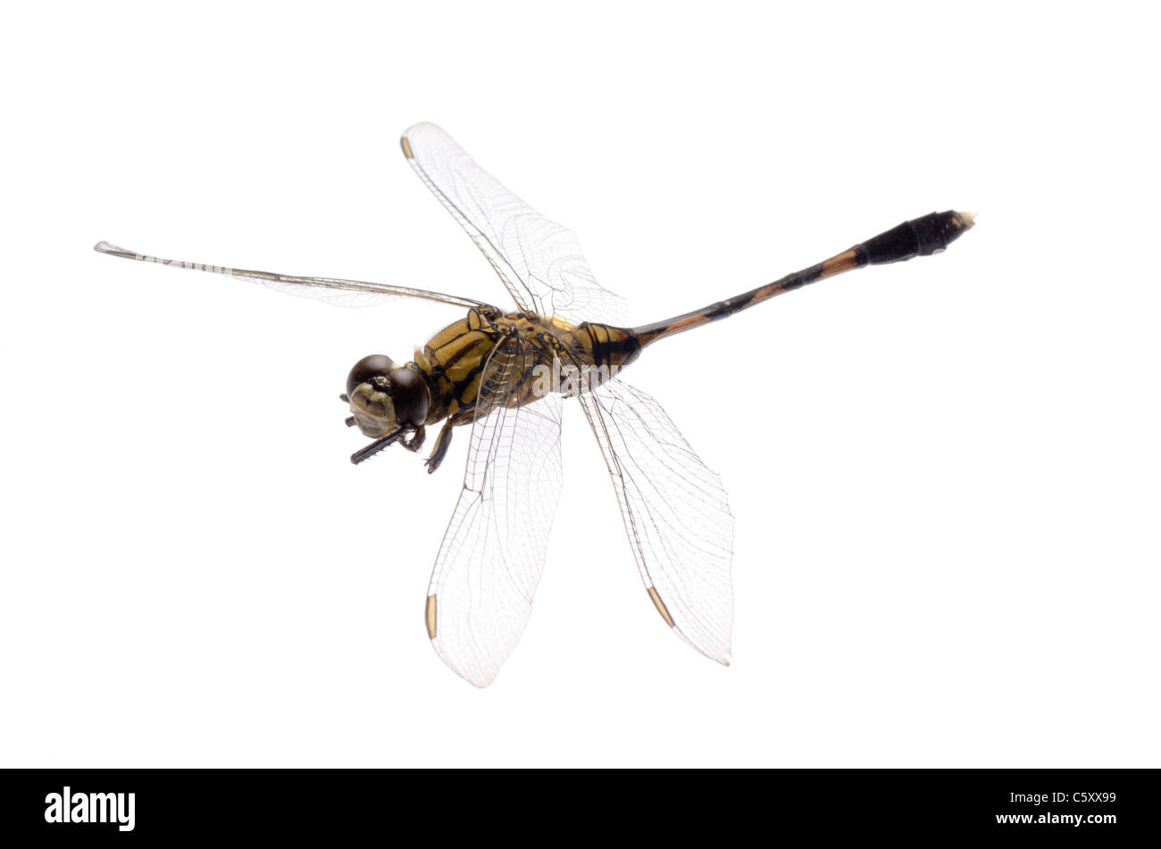 Libellule insecte isolé dans White Banque D'Images
