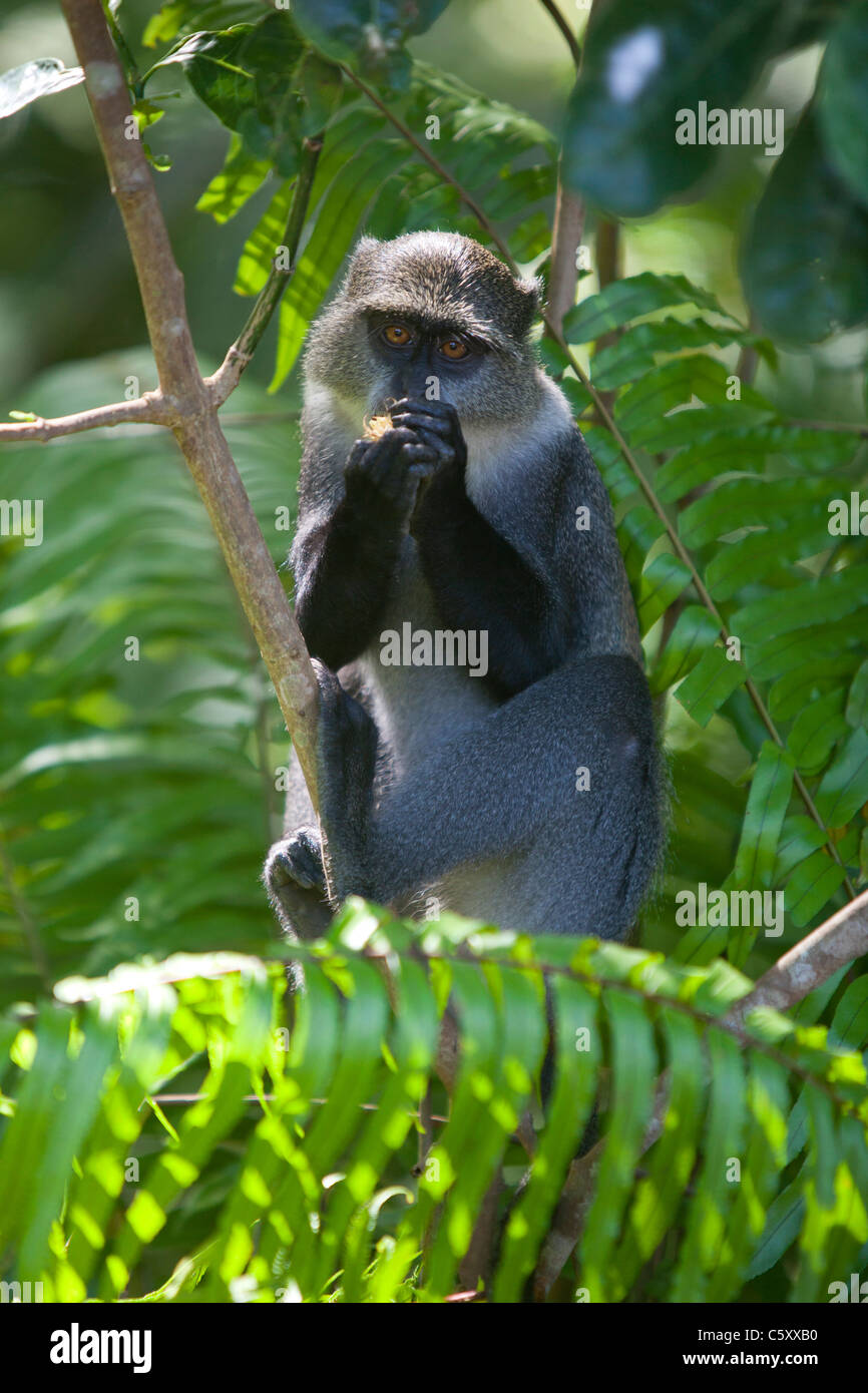 Un singe bleu dans un arbre dans la forêt de Jozani à Zanzibar. Banque D'Images