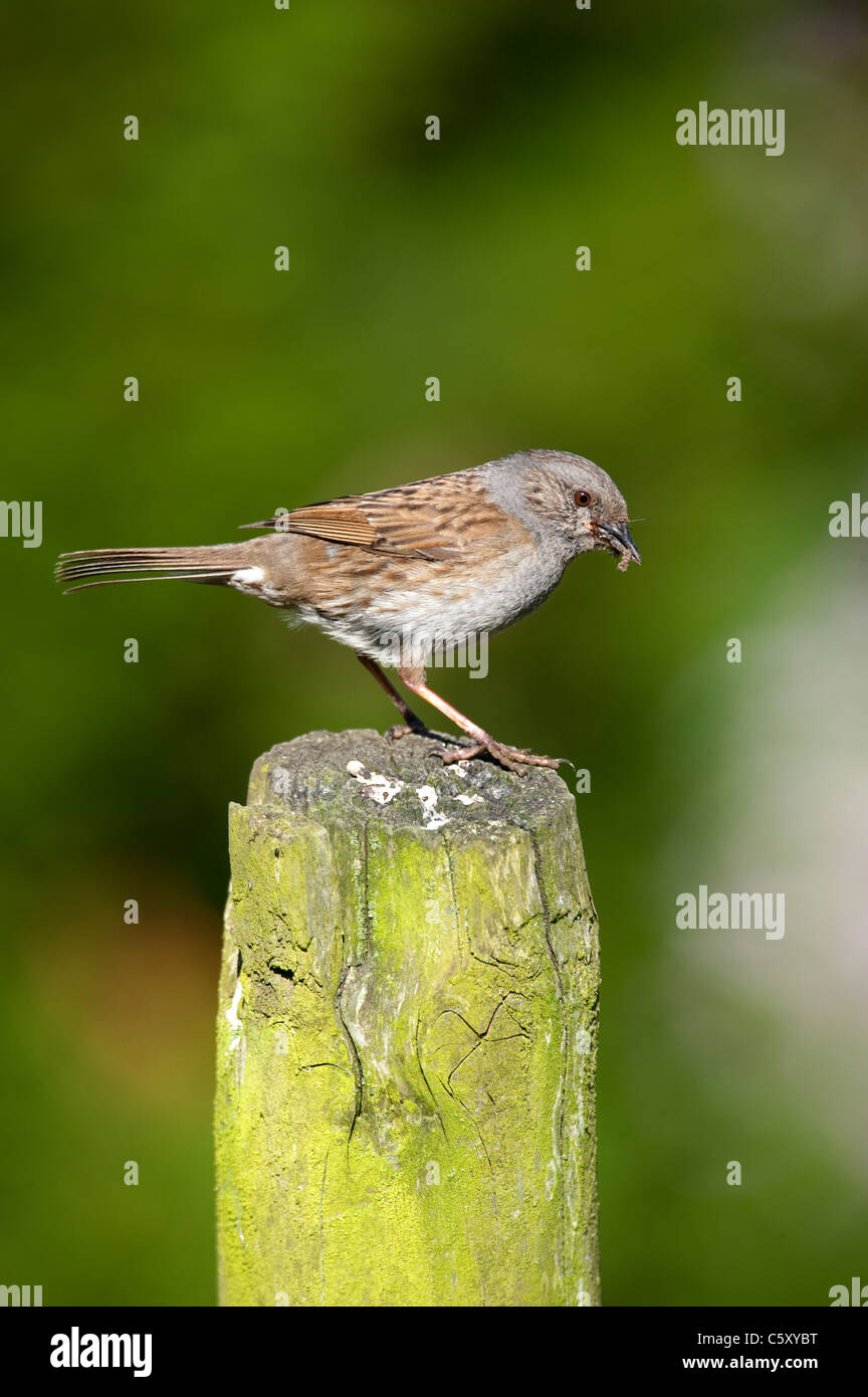 Nid juvénile avec de la nourriture à apporter à de jeunes au nid. (Prunella modularis) Banque D'Images