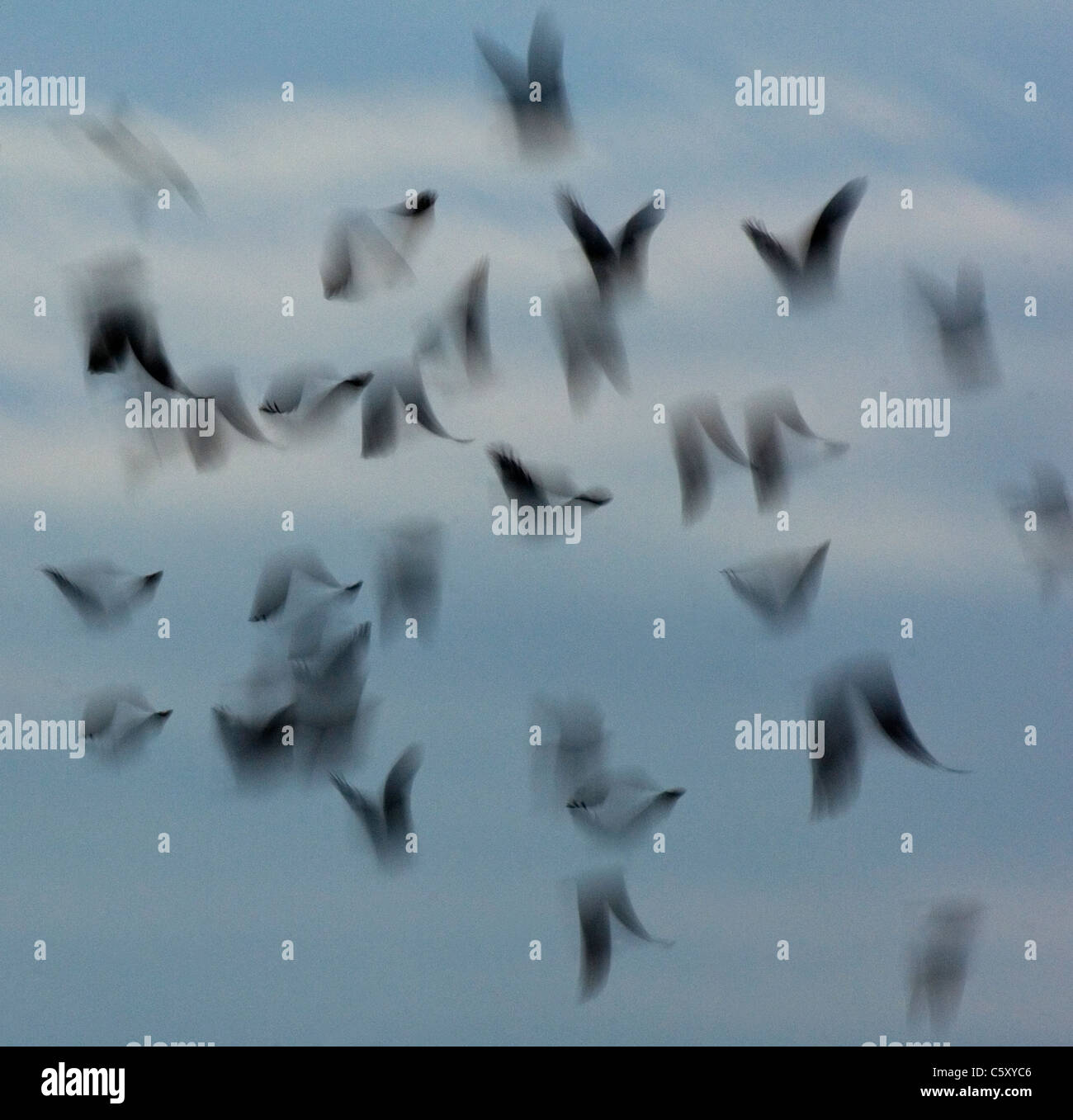 Corvus monedula choucas un groupe d'adultes s'envolent (floue pour illustrer le mouvement). Le Derbyshire, Royaume-Uni Banque D'Images