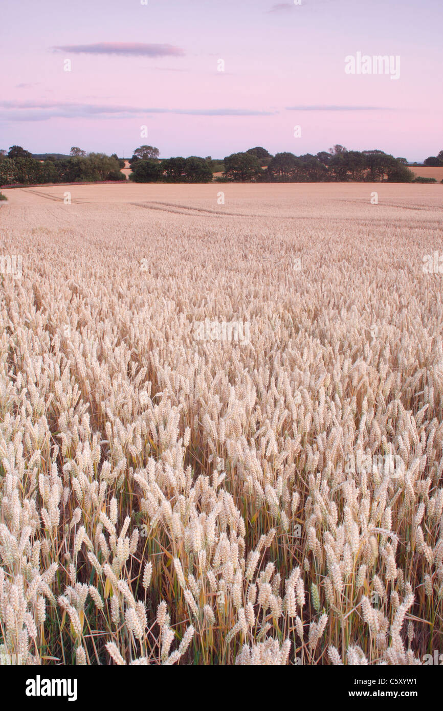 La récolte de blé de maturation au crépuscule, West Yorkshire, England, UK Banque D'Images