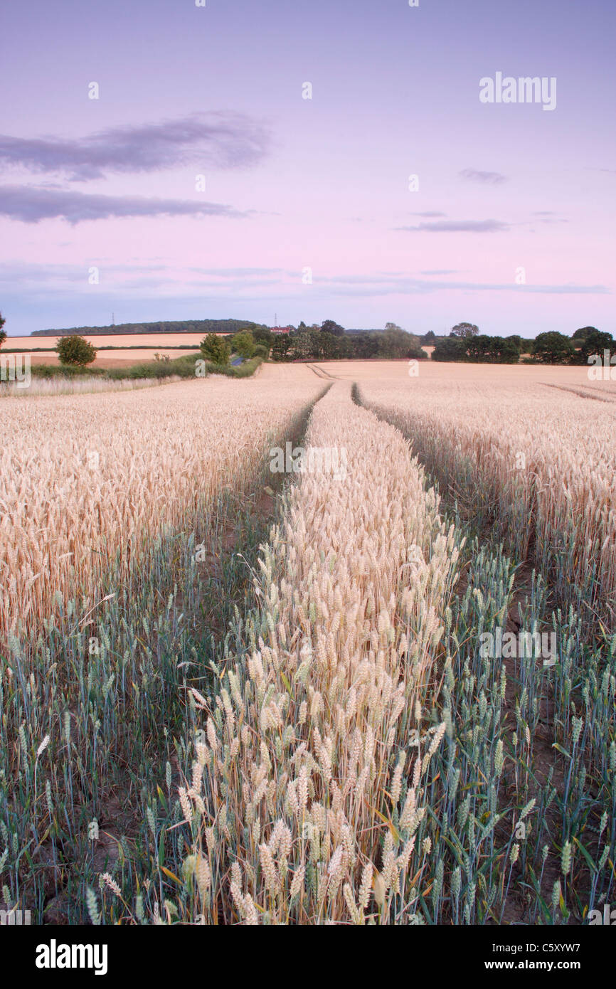 Champ de blé mûrit à la mi-été, West Yorkshire, Royaume-Uni Banque D'Images
