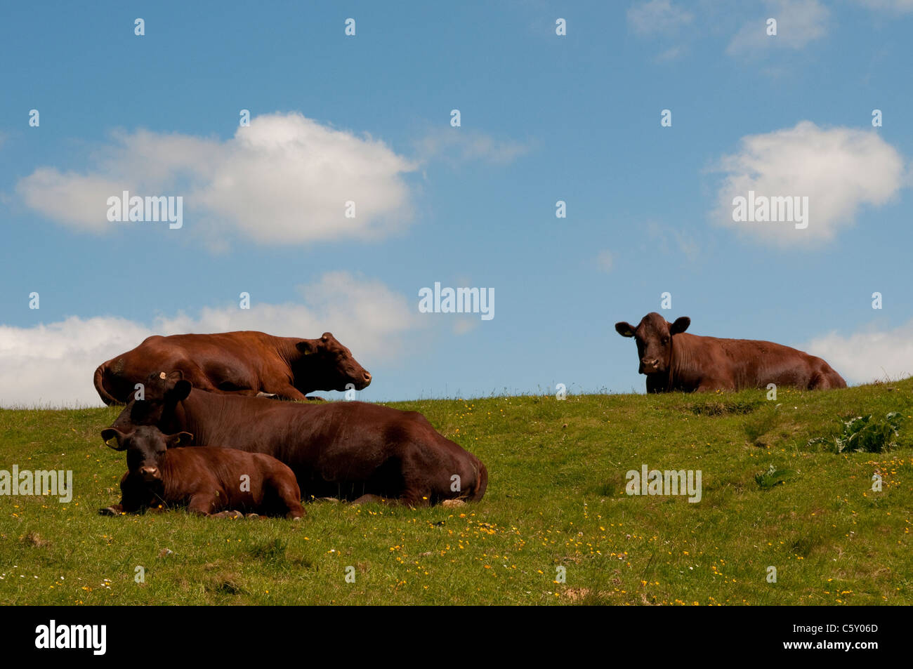 Les vaches dans le champ, Cuckmere Haven, Sussex, England, UK Banque D'Images
