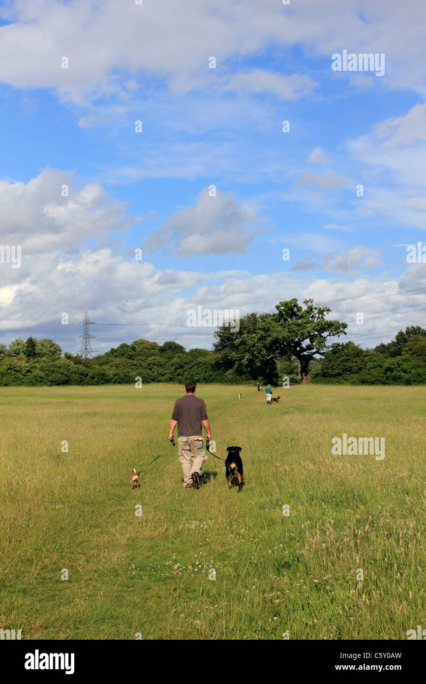 Dog Walker à la réserve naturelle locale, Tolworth Court Farm Surrey England UK Banque D'Images