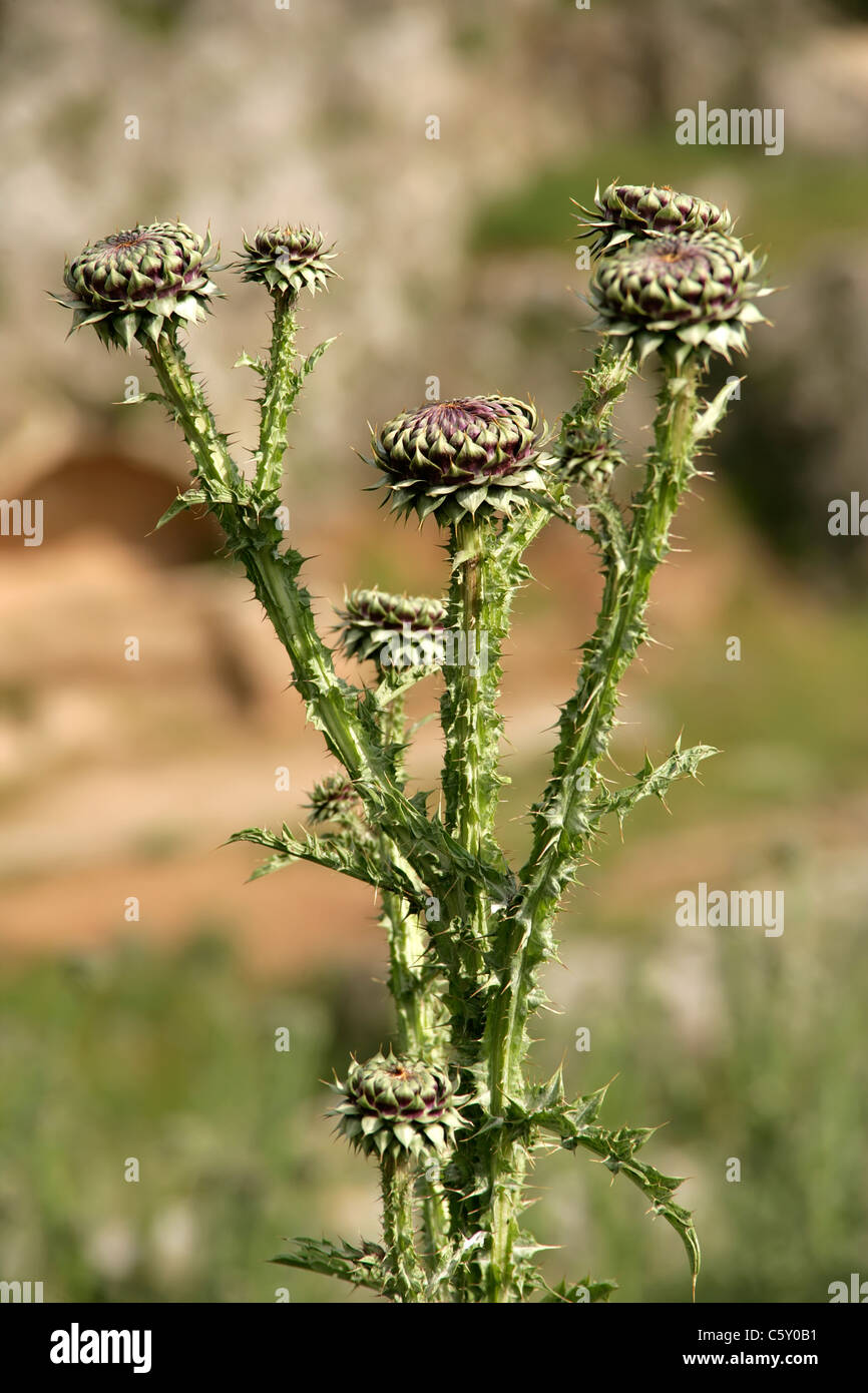 Chardon sauvage près d'Adiyaman, le sud-est de la Turquie Banque D'Images