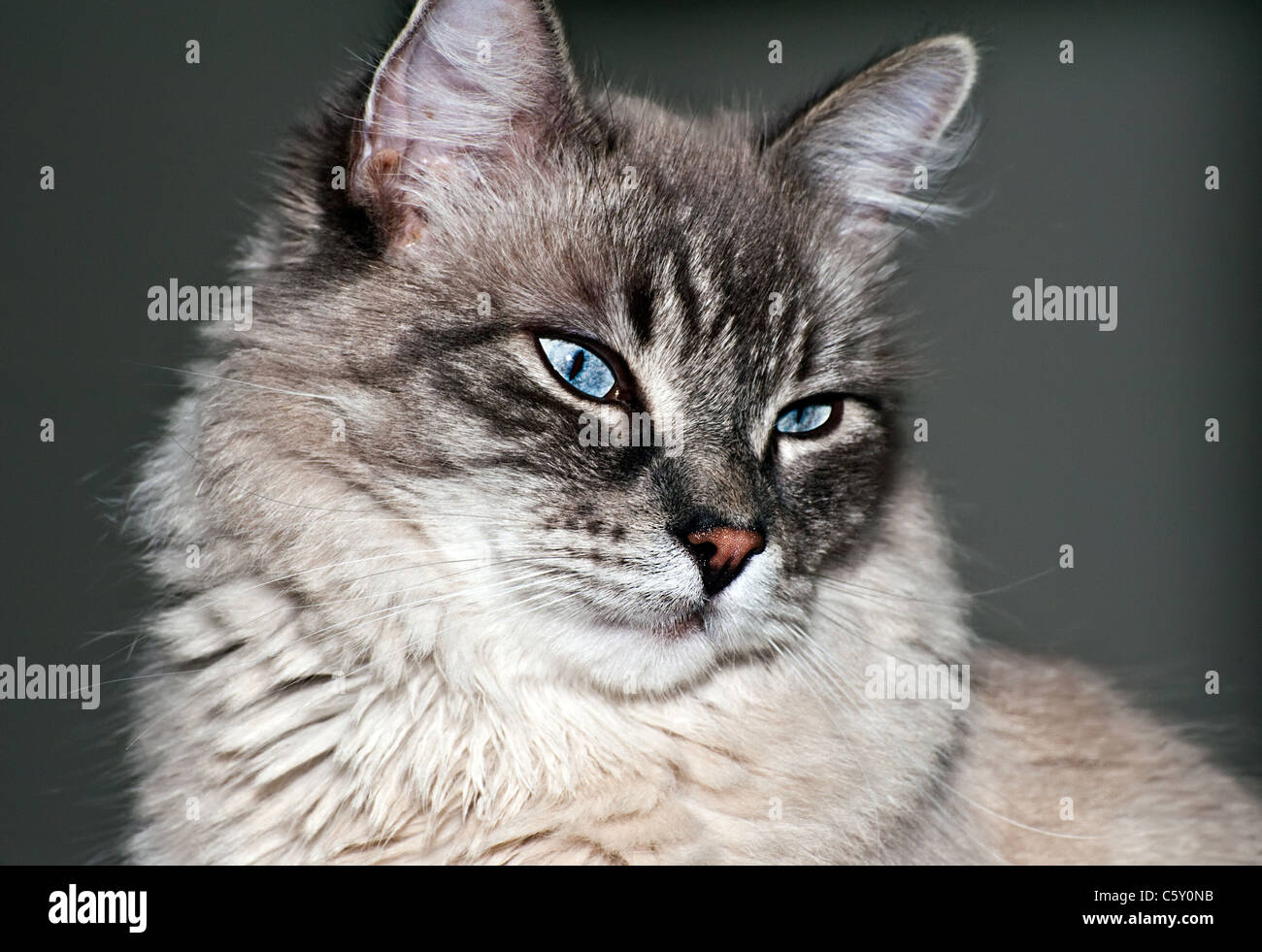 Studio portrait of cute chat domestique Banque D'Images