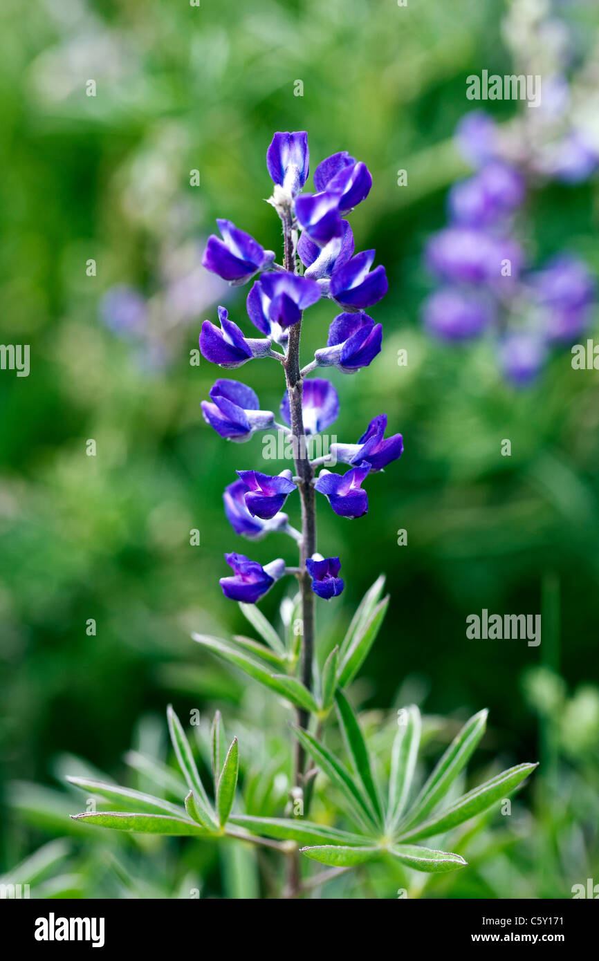 Lupin, Lupinus polyphyllus. Lupinus prunophilus. Fabaceae, famille des pois, pousse le long du ruisseau de la brosse près de Crested Butte, Colorado Banque D'Images
