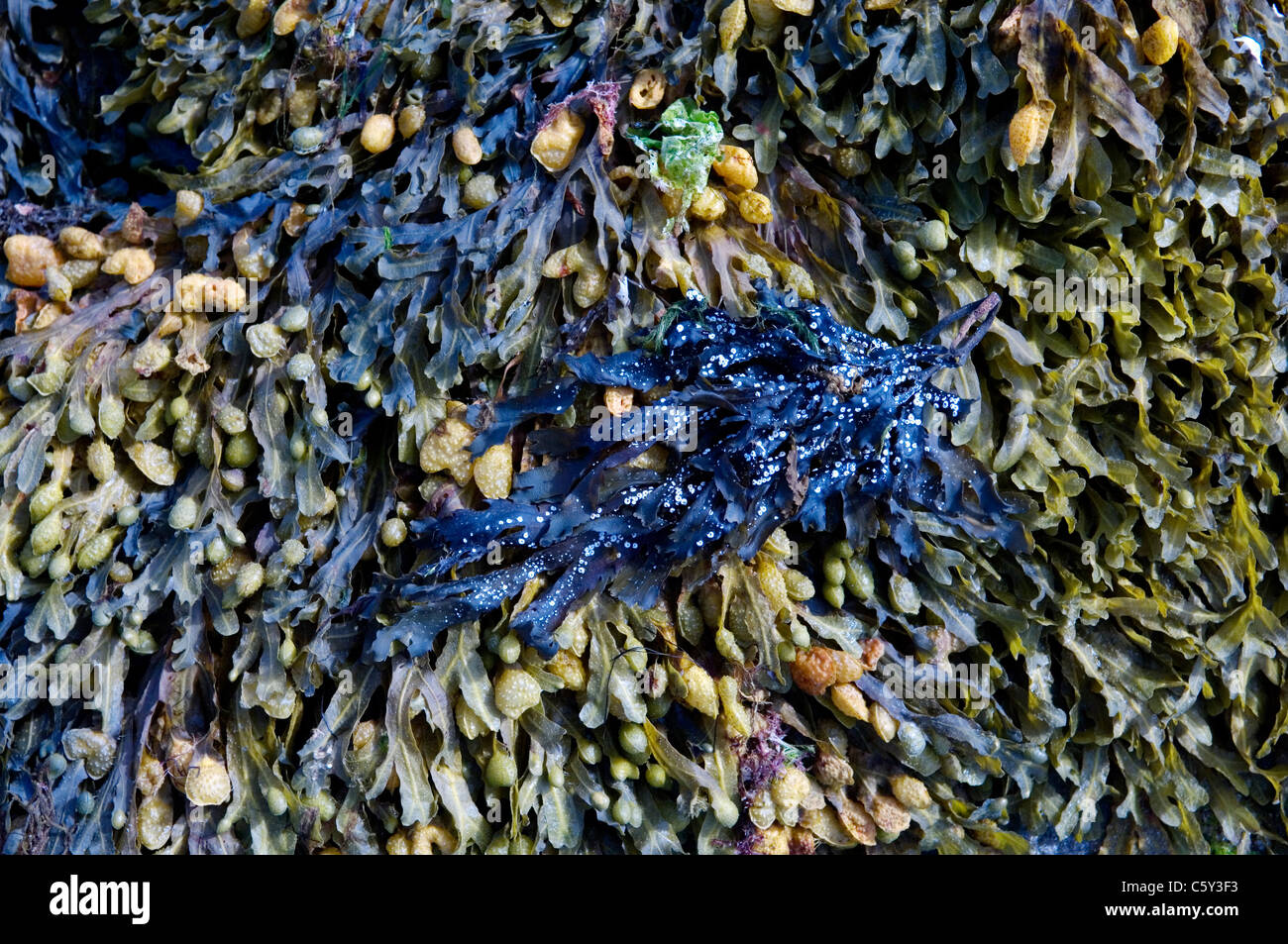 Rockpool côtières marées d'algues textures Banque D'Images