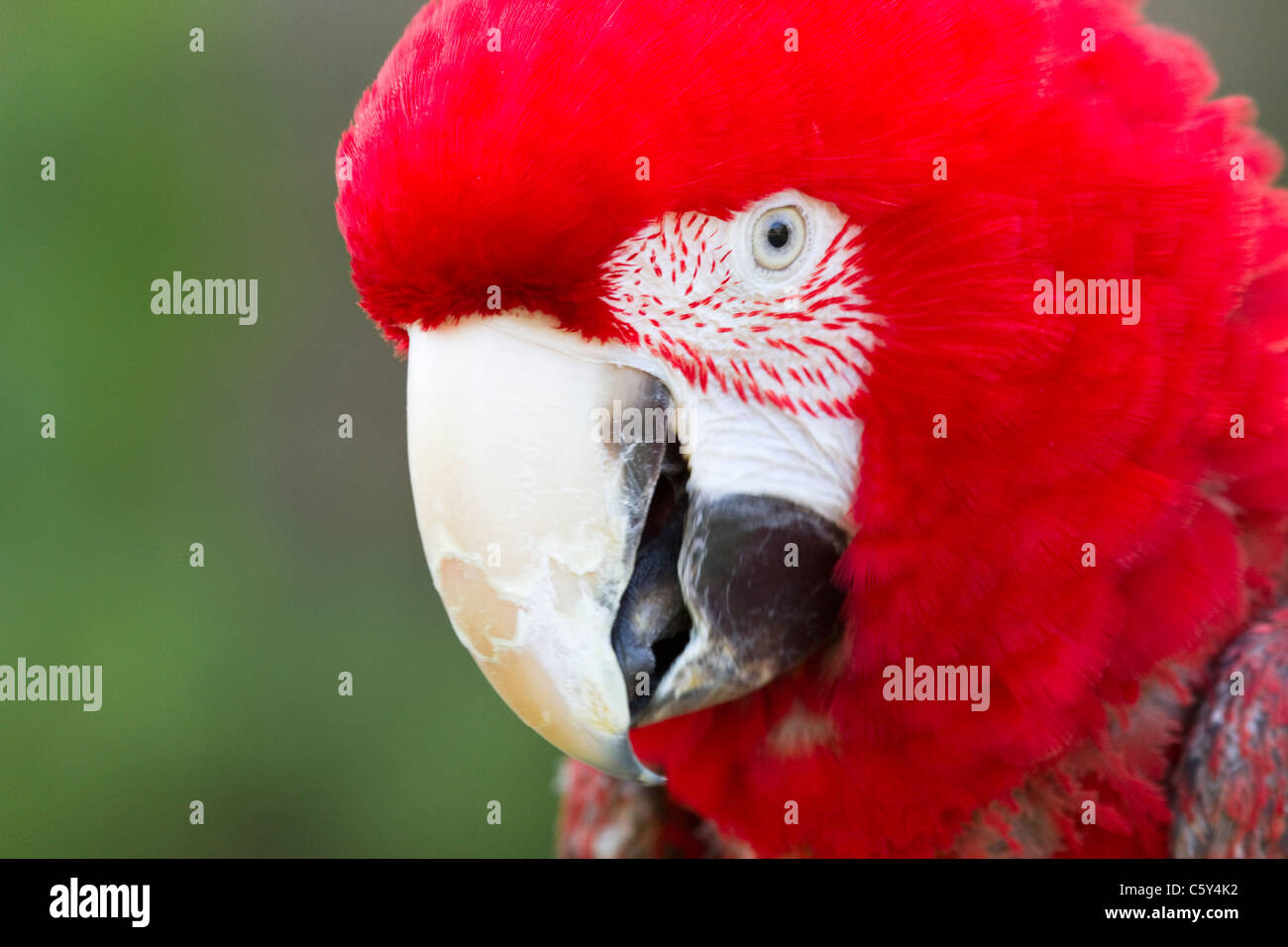 Green Winged Macaw Ara chloropterus ; ; captive ; Paradise Park, Cornwall ; portrait Banque D'Images