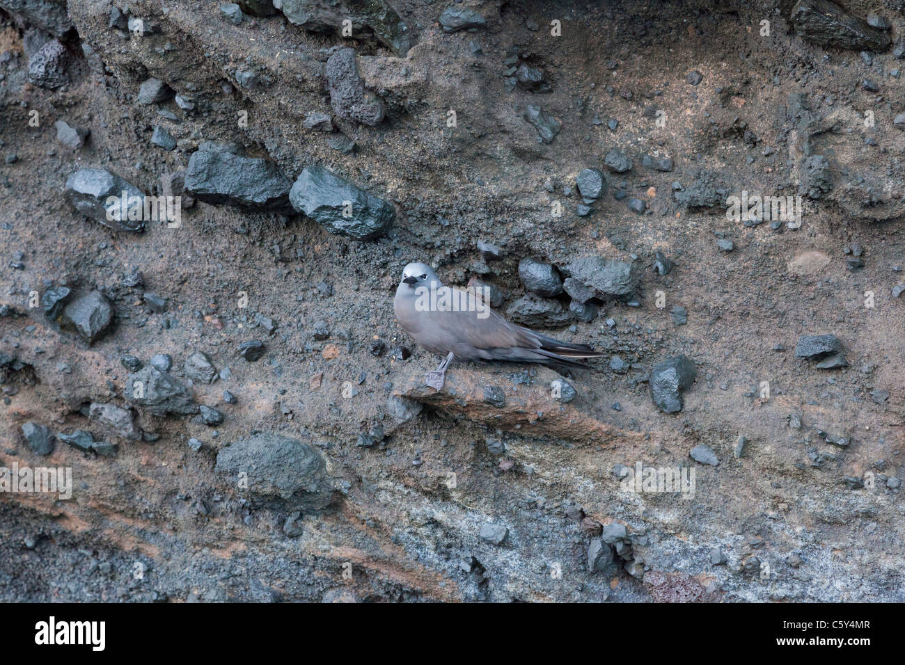 Noddi brun juvénile Isabela Galapagos Île tern Banque D'Images