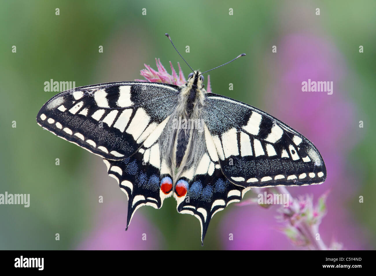 Papillon machaon Papilio machaon ; captive ; sur la salicaire Banque D'Images