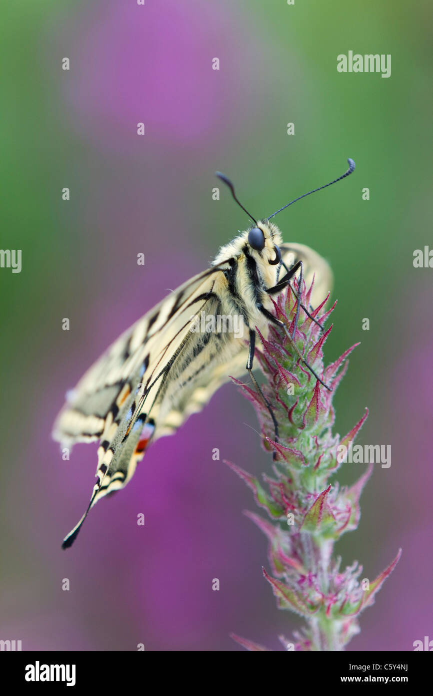 Papillon machaon Papilio machaon ; captive ; sur la salicaire Banque D'Images