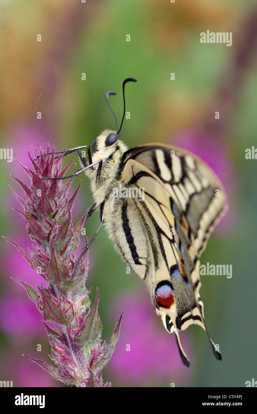 Papillon machaon Papilio machaon ; captive ; sur la salicaire Banque D'Images