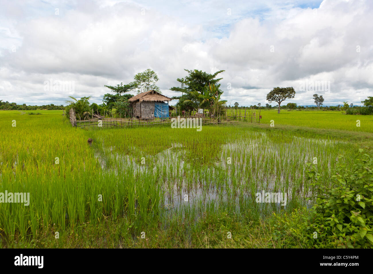 Cabane en bois dans un champ de riz sous les palmiers, près de Siem Reap, Cambodge, Asie Banque D'Images