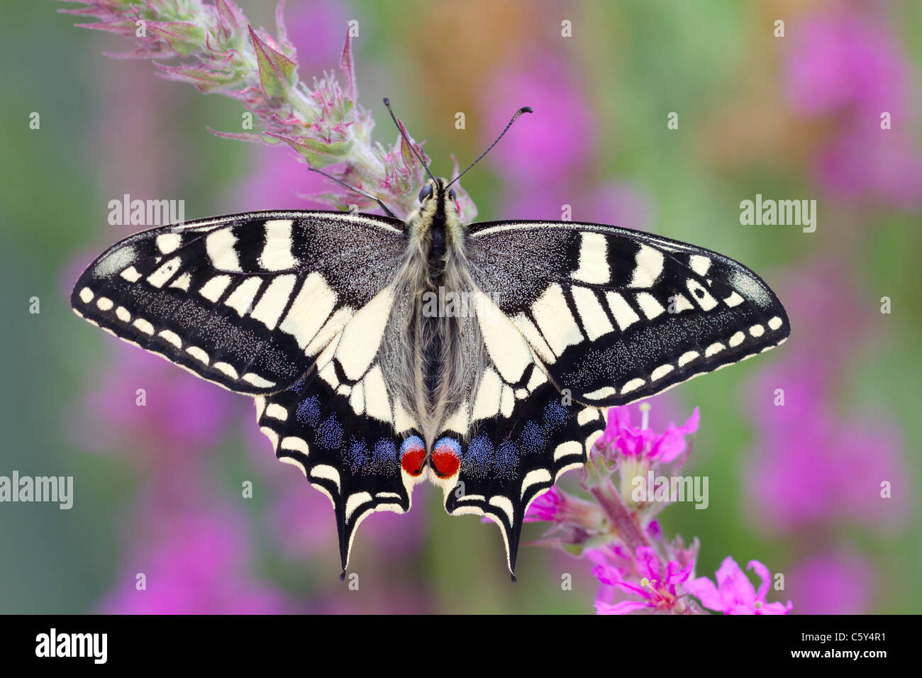 Papillon machaon Papilio machaon ; captive ; sur la salicaire Banque D'Images