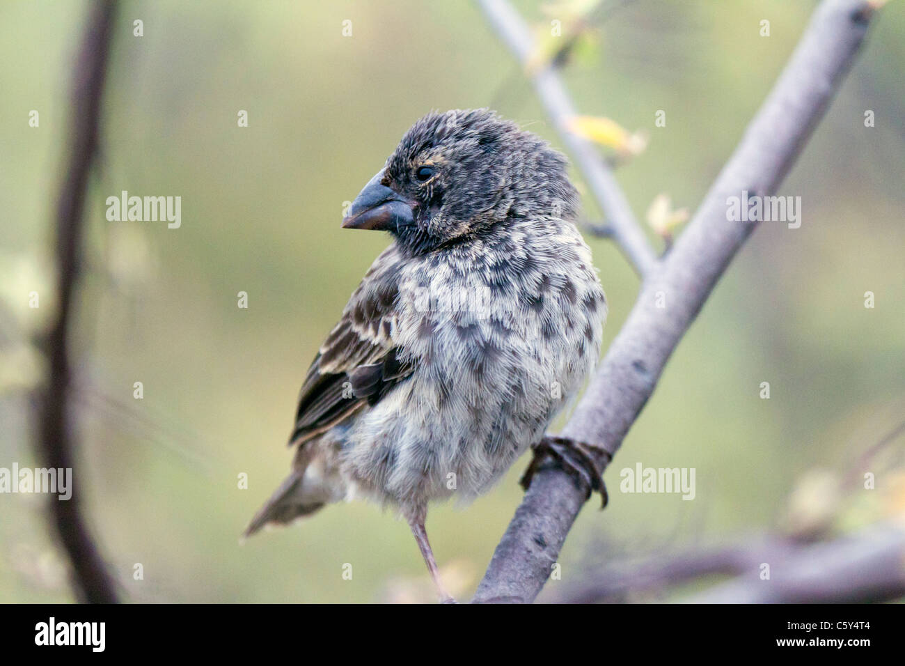 Arbre mâle à finch Urbina Bay, îles Galapagos, Equateur Banque D'Images
