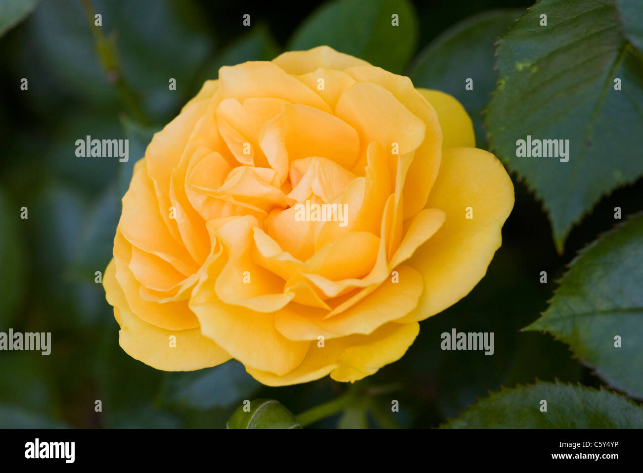 Rosa 'Absolutely Fabulous' (Wekvossutono) . Golden rose jaune dans un jardin anglais. Banque D'Images