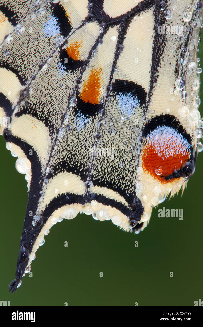 Papillon machaon Papilio machaon ssp ; britannicus ; captive ; corps ; UK Banque D'Images