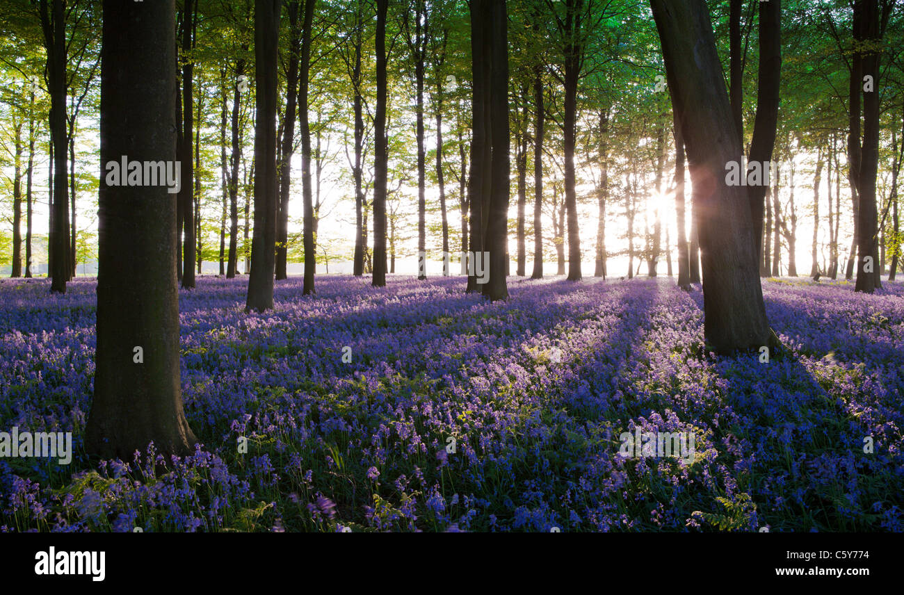 Bluebells avec rayons de soleil venant à travers des arbres au coucher du soleil dans une forêt dans le Kent, UK. Banque D'Images