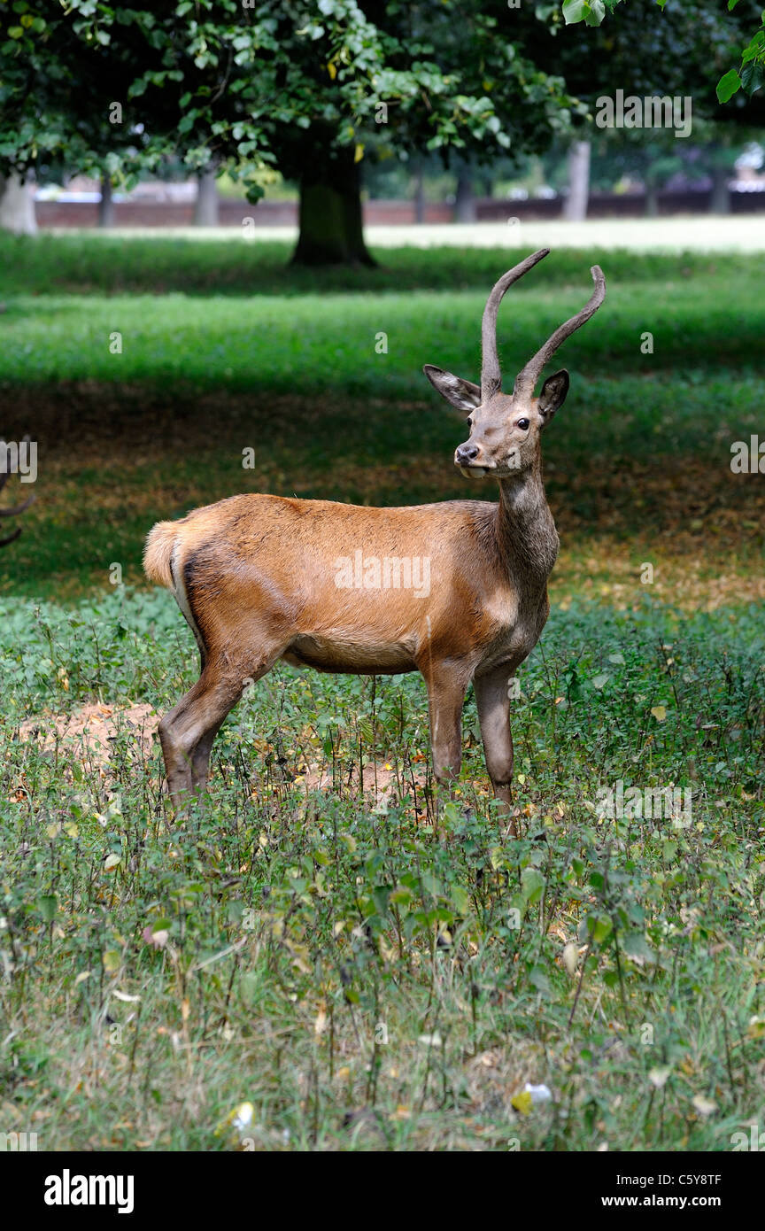 Red Deer Park nottingham wollaton england uk Banque D'Images