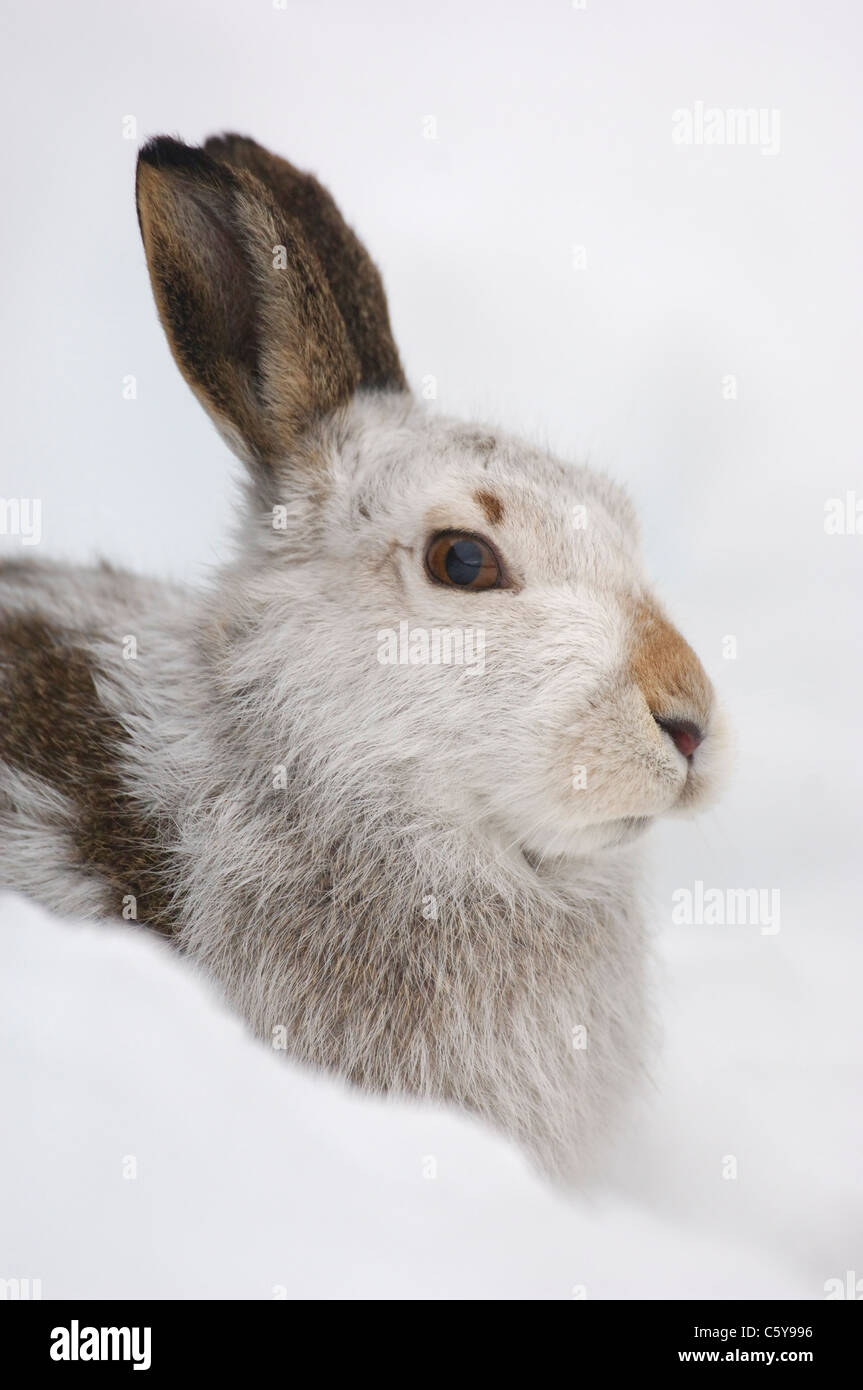 Lièvre Lepus timidus portrait de profil d'une alerte des profils dans son manteau d'hiver blanc montagnes Monadhliath, Ecosse, Royaume-Uni Banque D'Images