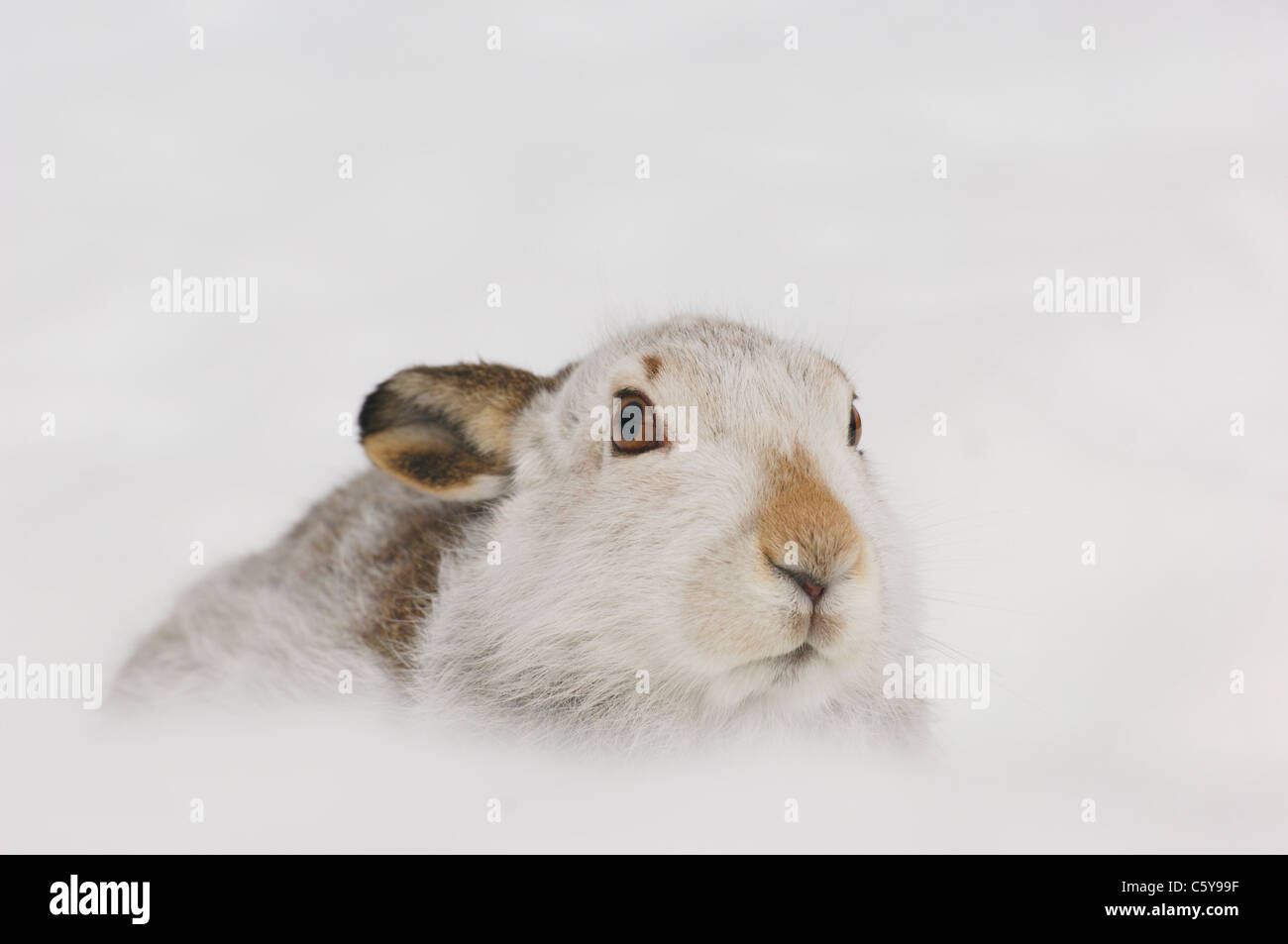 Lièvre Lepus timidus Portrait d'un adulte dans ses montagnes Monadhliath habitat couvert de neige, Ecosse, Royaume-Uni Banque D'Images