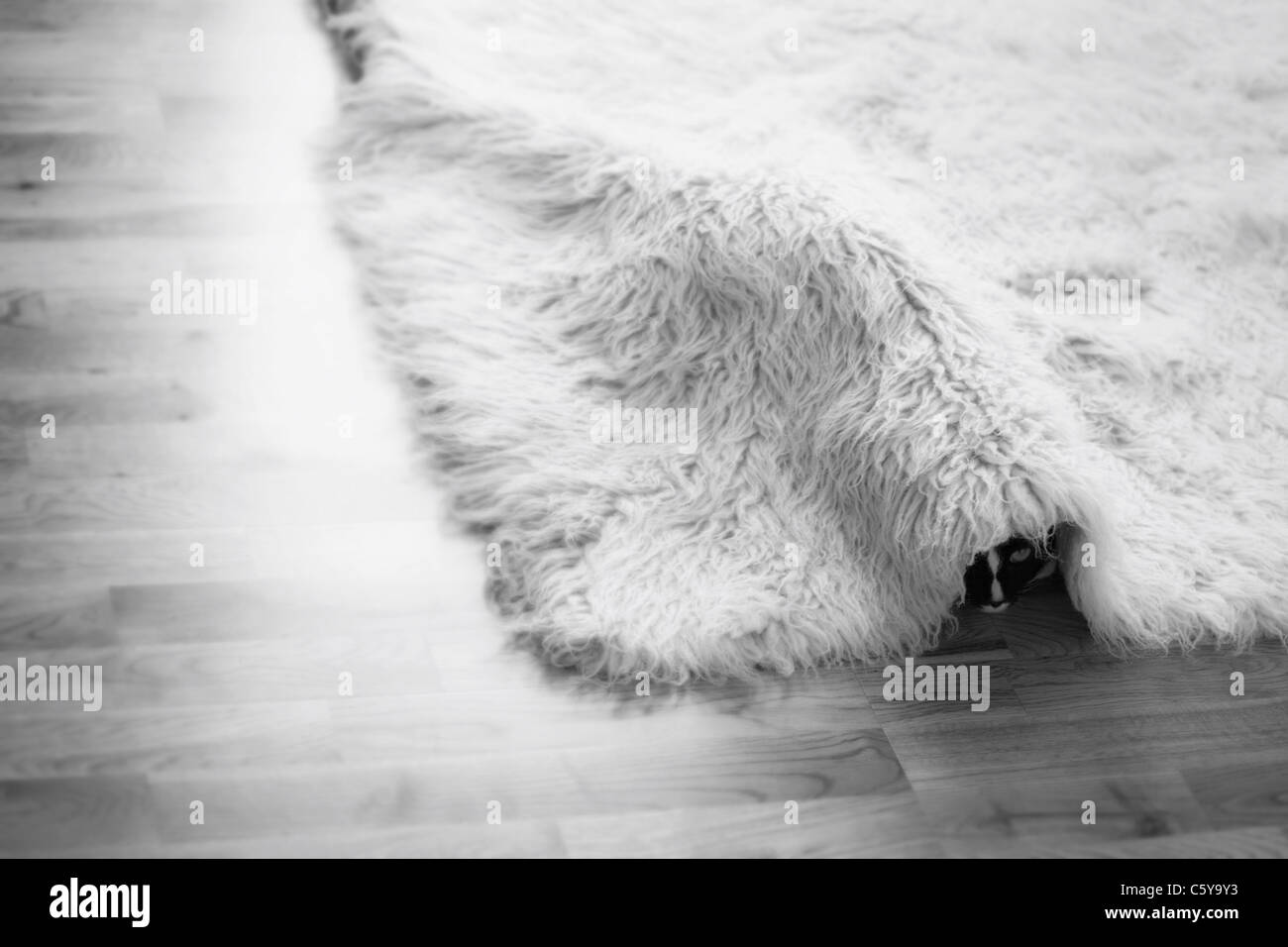 Un chat noir se cache sous le tapis sur le sol, noir et blanc Banque D'Images